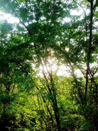 Low angle view of trees in forest