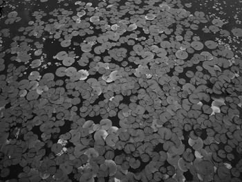 Full frame shot of pebbles