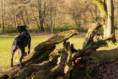Dog standing on tree trunk