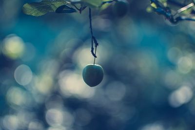 Close-up of fruits hanging on tree