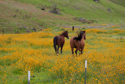 Horses in a field