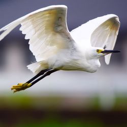 Close-up of a bird