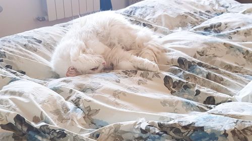 White cat sleeping on bed