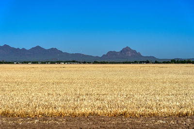 Scenic view of field against clear blue sky