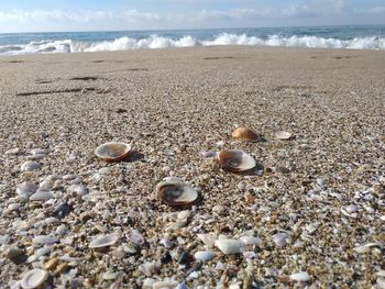 Surface level of shells on beach against sky