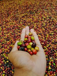 High angle view of person with fruits