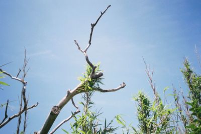 Low angle view of bird on branch against sky