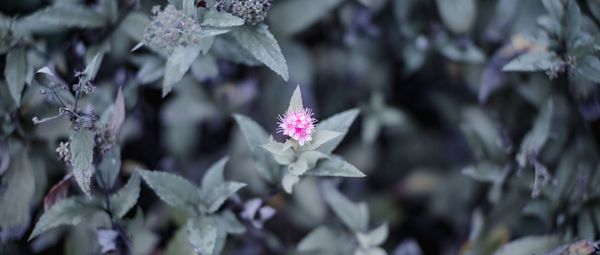 Close-up of purple flowering plant