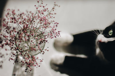 Close-up of cat on cherry blossom