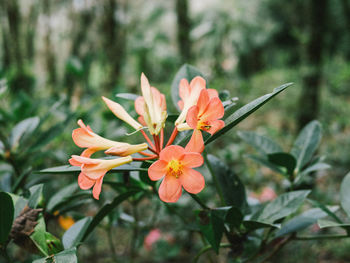 Close-up of orange flowering plant