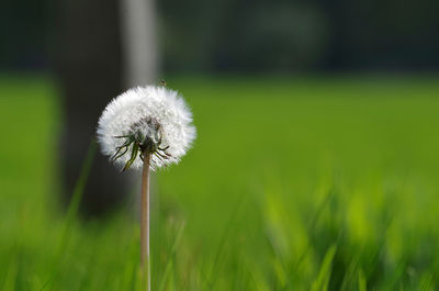 Close-up of dandelion flower on field