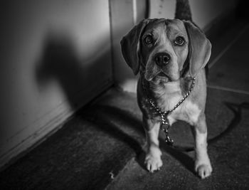 Portrait of dog sitting on floor