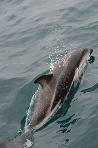 Fish swimming in sea