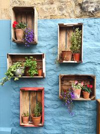 Potted plants in wooden crates