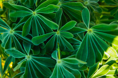 Full frame shot of plants