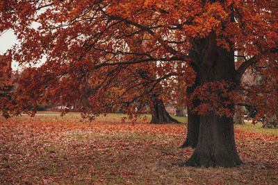 Trees growing on field during autumn