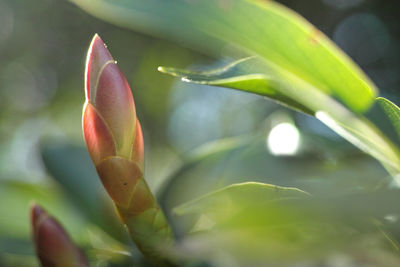 Close-up of flower