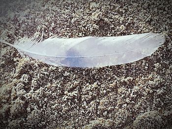 Close-up of autumn leaf