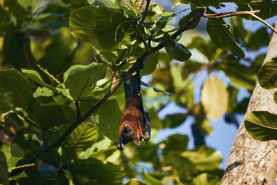 Close-up of insect on plant