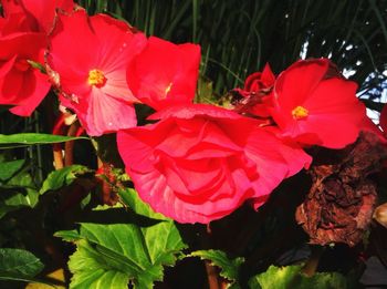 Close-up of red flower