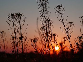 Plants at sunset