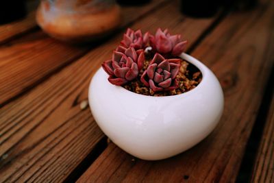 High angle view of flower on table