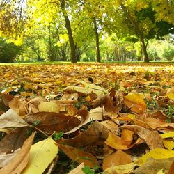 Autumn leaves on tree