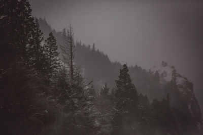 Trees in forest against sky