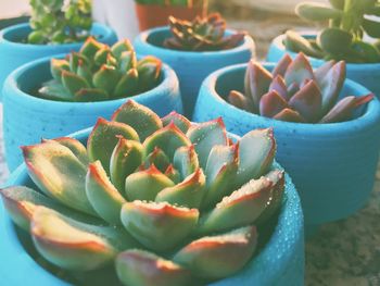 Close-up of succulent plant