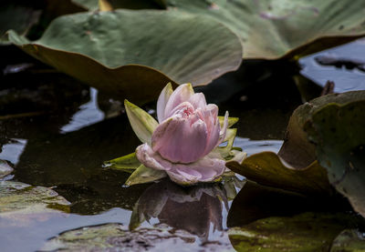 Close-up of pink water lily in lake