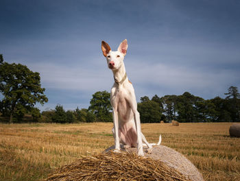 View of a horse on field