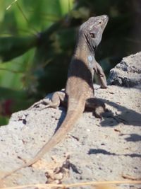 Close-up of lizard on rock