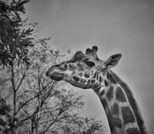 Low angle view of giraffe