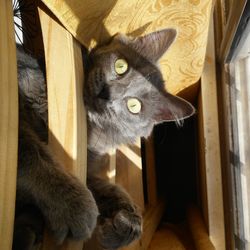 Close-up portrait of cat