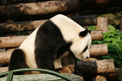 Low angle view of panda sitting on log stack