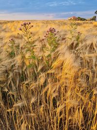 Full frame shot of fishing net