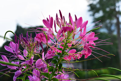 Close-up of pink flowering plant