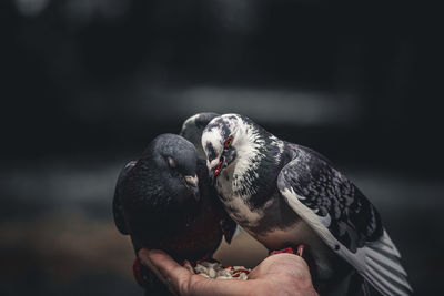 Pigeons eating nuts from hand