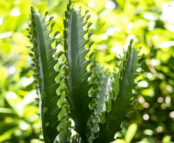 Close-up of succulent plant