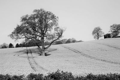 Trees on field against clear sky