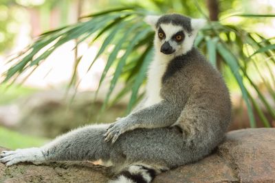 Lemur sitting on rock