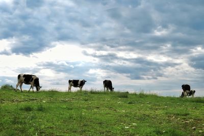 Cows grazing in a field