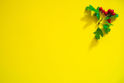 High angle view of multi colored plant against yellow background