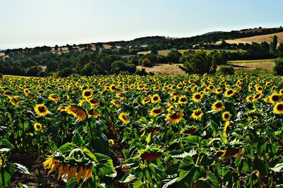 Scenic view of sunflower field against clear sky