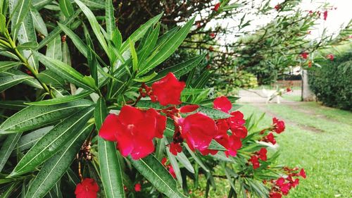 Close-up of red flowers blooming on tree