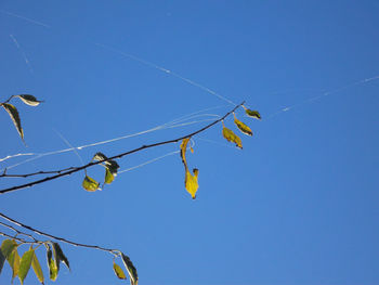 Low angle view of kite flying against clear blue sky