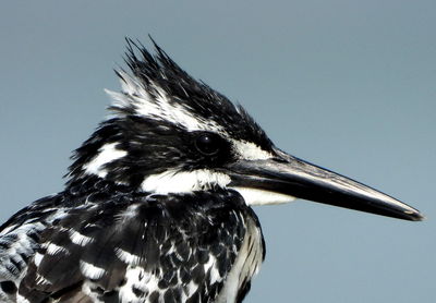 Pied kingfisher close-up 