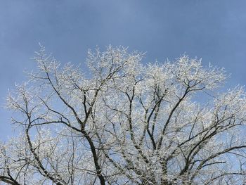 Low angle view of bare tree against sky