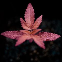 Close-up of maple leaves