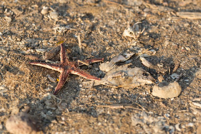 Close-up of lizard on sand at beach